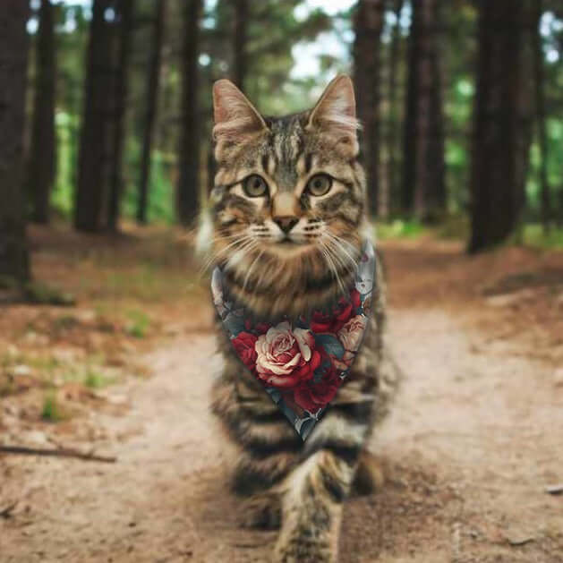 Cat wearing Wyld Peak pet bandana in rose floral design.