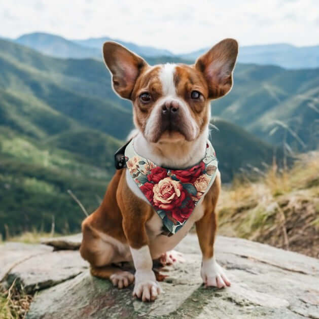 Dog wearing Wyld Peak pet bandana in rose floral design.