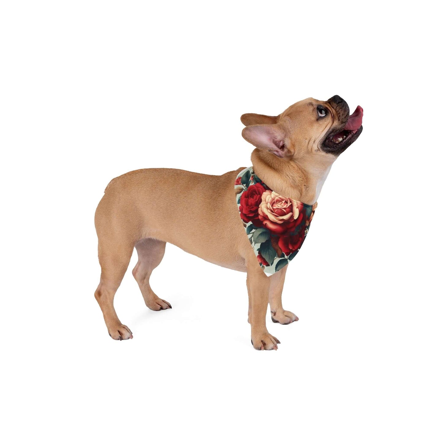 Pug wearing Wyld Peak pet bandana in rose floral design.