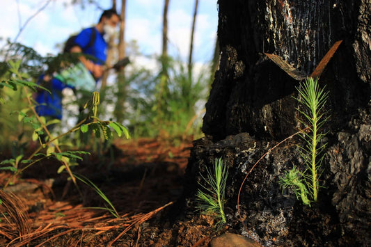 Saplings being planted in a rewilding initiative with theGoodApi and Sprout