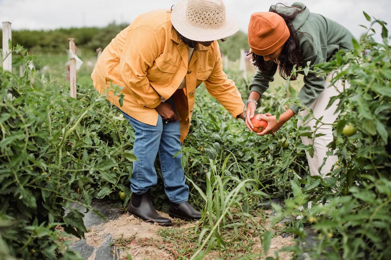Two people organically gardening and tending their vegetable garden