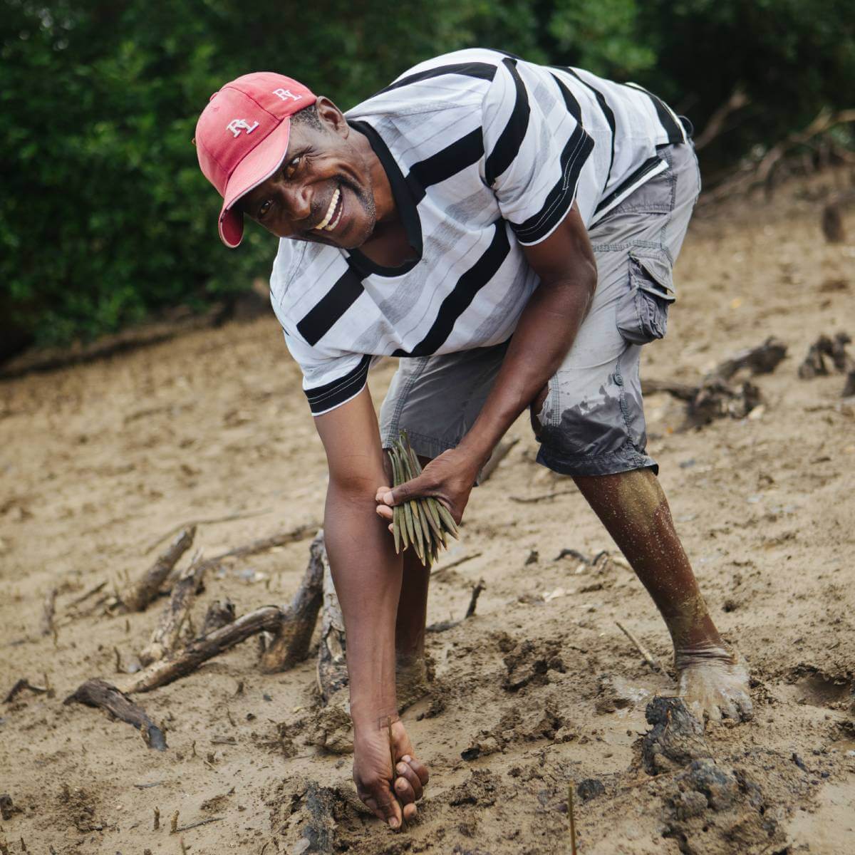 Man from Sprout project planting mangrove seedlings to restore coastal habitat